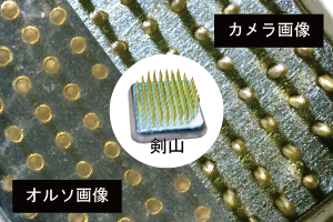 生成画像はオルソ画像