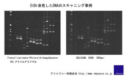 DNA蛍光染色：EtBr